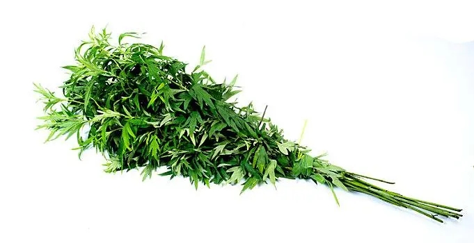 端午节挂艾草的起源与文化内涵探究