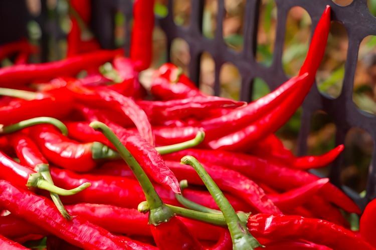 贵州人吃粽子为什么都喜欢辣的？